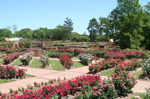 A vibrant rose garden with colorful blooms arranged in neat rows under a clear blue sky.