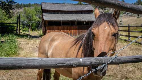 A brown horse stands near a wooden fence, with a rustic barn and green landscape in the background.