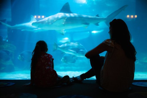A child and an adult sit by an aquarium, watching sharks and fish swim in the blue water.