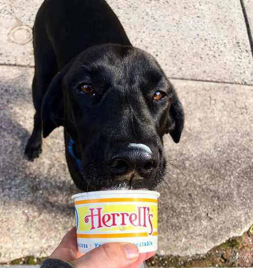 A black dog eagerly holds a Herrell's ice cream cup, with a bit of ice cream on its nose.