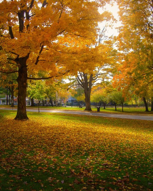 A serene park scene with vibrant autumn trees and a carpet of fallen yellow leaves on the ground.