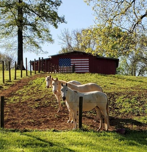 Three white horses stand on a grassy hill with a red barn featuring an American flag in the background.