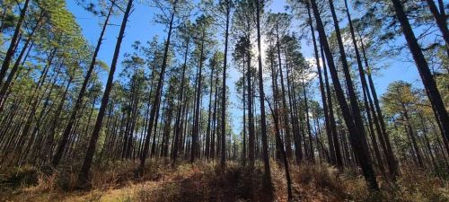 Tall pine trees stretch towards a bright blue sky, with sunlight filtering through the branches in a serene forest setting.