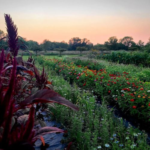 A vibrant garden filled with colorful flowers under a soft sunset sky, surrounded by trees and greenery.