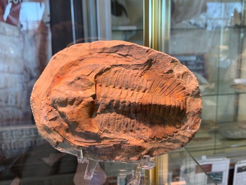 Fossilized shell embedded in rock, displayed in a glass case, showcasing detailed ridges and patterns.
