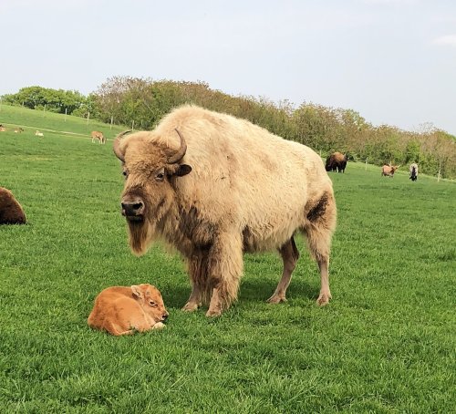 A large bison stands beside a resting calf in a green pasture, with other animals grazing in the background.