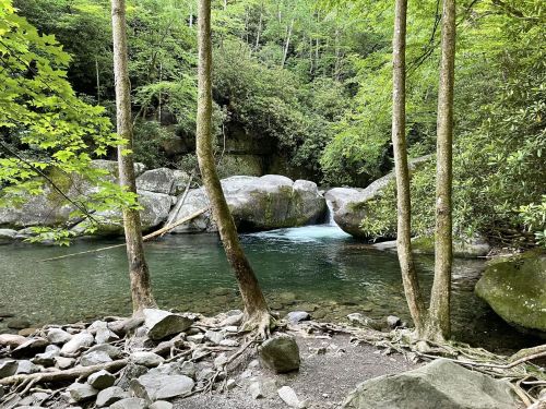 A serene forest scene with tall trees, smooth rocks, and a clear stream flowing through lush greenery.