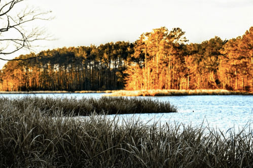 A serene lake scene with golden trees reflecting in the water, surrounded by tall grasses and a clear sky.