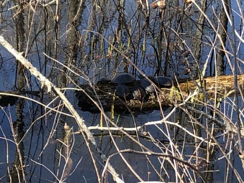 Turtles basking on a log in a calm, reflective pond surrounded by bare branches and water.