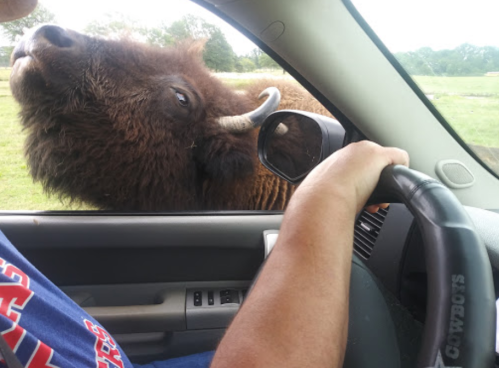 A bison leans close to a car window while a person drives, with a hand on the steering wheel.