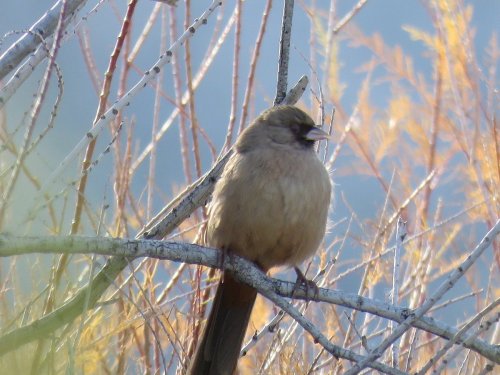 A small, plump bird perched on a branch among thin, bare twigs and soft, blurred background foliage.