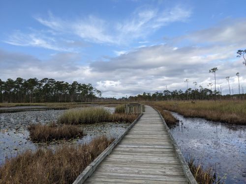 A wooden boardwalk stretches through a marsh, surrounded by tall grasses and trees under a cloudy sky.