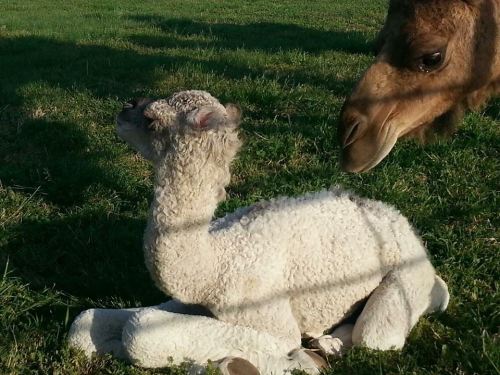 A fluffy white baby camel sits on grass, while an adult camel curiously looks on nearby.