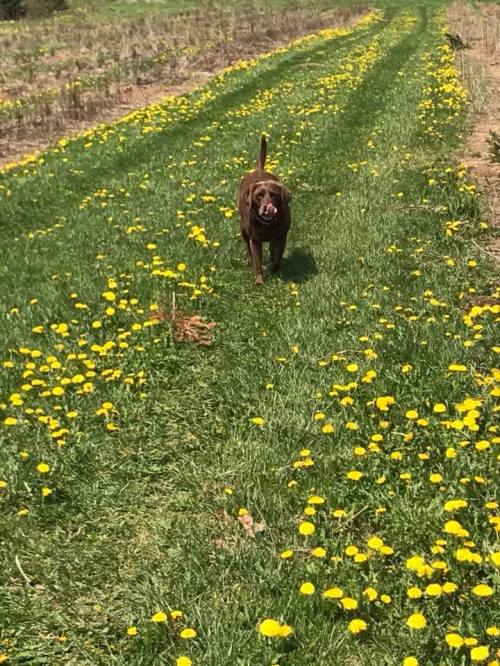 A brown dog walks along a grassy path lined with bright yellow dandelions under a sunny sky.
