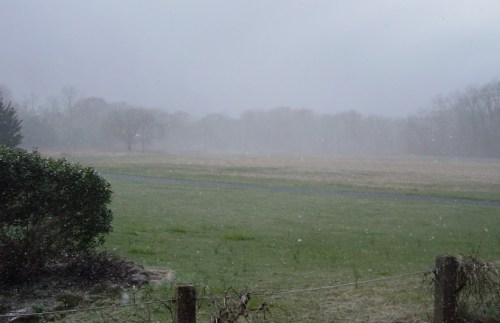 A foggy landscape with a grassy field, trees in the background, and light snow falling.