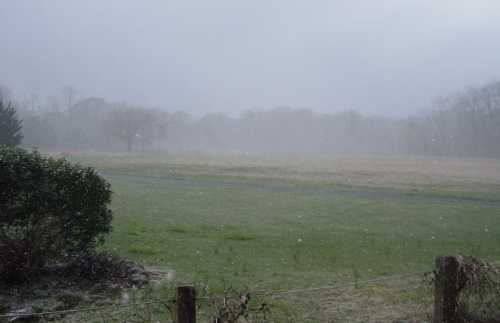 A foggy landscape with a grassy field, trees in the background, and light snow falling.