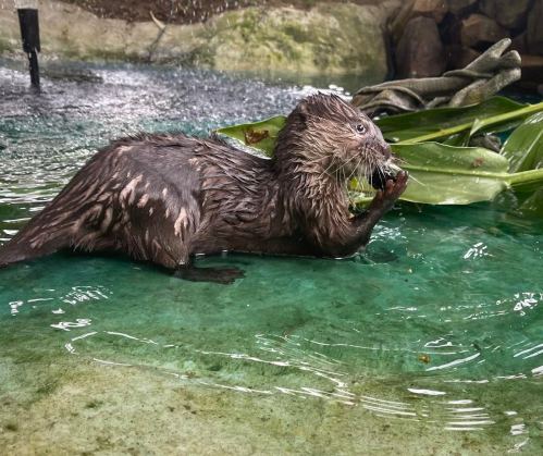 A wet otter sits in water, holding a piece of food while surrounded by green leaves.