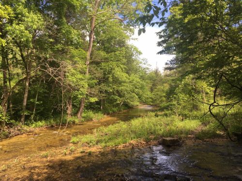 A serene forest scene with a winding creek surrounded by lush green trees and bright blue skies.