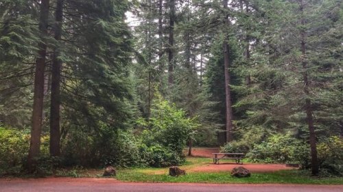 A serene forest scene with tall trees, lush greenery, and a picnic table nestled among the foliage.