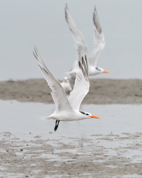 A group of white birds with orange beaks flying over a sandy shore, wings outstretched against a gray sky.