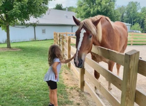 A young girl gently touches a horse over a wooden fence in a sunny outdoor setting.