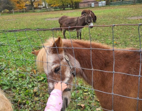 A child reaches through a fence to pet a brown pony, while a donkey stands in the background on a grassy field.