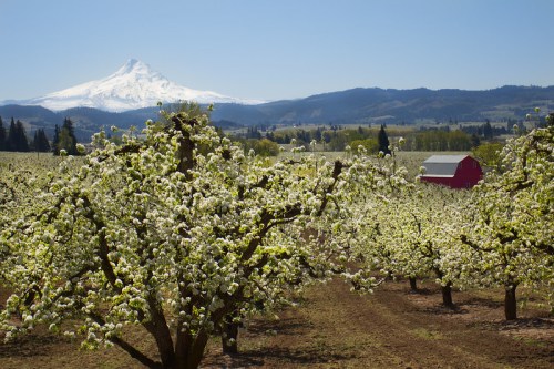 Blossoming pear trees in a field with a red barn and snow-capped mountain in the background under a clear blue sky.