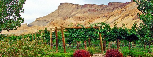 Vineyard with lush green grapevines in the foreground, set against a backdrop of rocky, layered mountains.