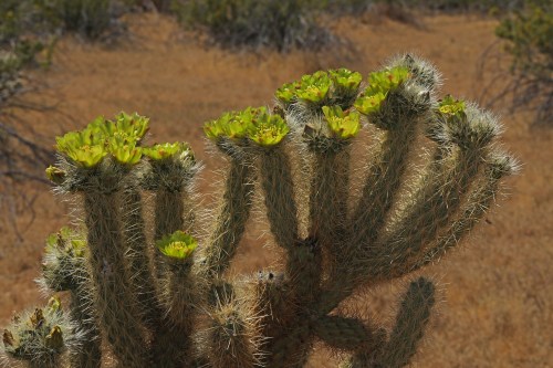 A close-up of a cactus with vibrant green flowers against a dry, sandy background.