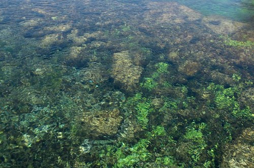 Clear water reveals a rocky bottom with patches of green seaweed and aquatic plants.