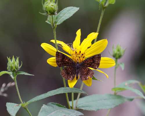 A brown butterfly rests on a bright yellow flower, surrounded by green leaves and buds.