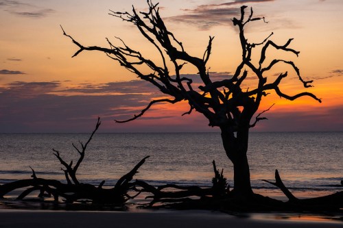 Silhouetted dead tree against a vibrant sunset over the ocean, with gentle waves lapping at the shore.