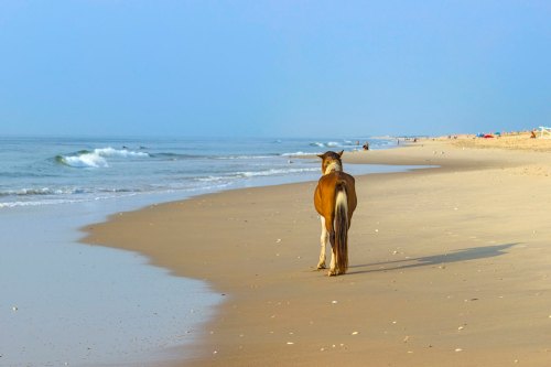 A horse walks along a sandy beach, with gentle waves and a clear blue sky in the background.
