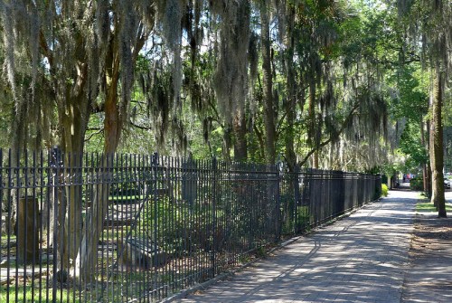 A tree-lined path with a black iron fence, draped in Spanish moss, creating a serene, shaded atmosphere.