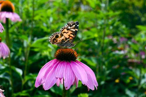 A butterfly perched on a pink flower, surrounded by lush green foliage.