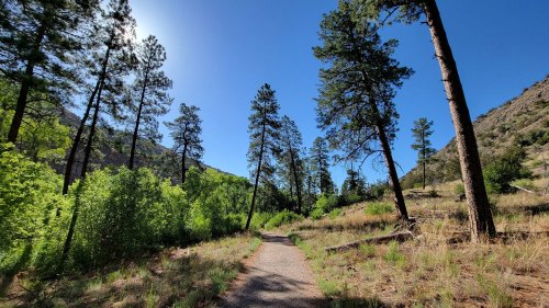 A winding path through a lush green forest with tall pine trees under a clear blue sky.