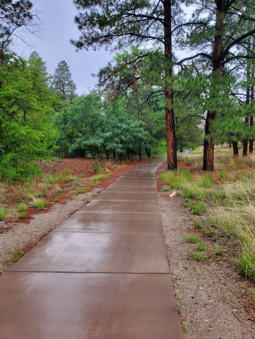 A wet, winding concrete path surrounded by lush greenery and tall pine trees after rain.