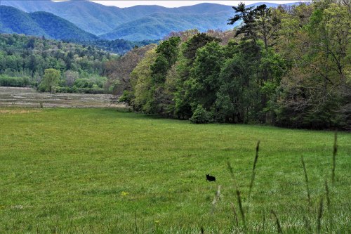 A lush green field with a black figure in the distance, surrounded by trees and mountains under a clear sky.