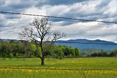 A solitary tree stands in a grassy field, framed by barbed wire, with mountains and cloudy skies in the background.