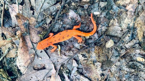 An orange salamander with black spots on a bed of brown leaves and soil.