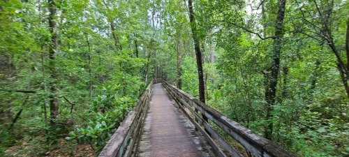 A wooden boardwalk winding through a lush green forest, surrounded by trees and foliage.
