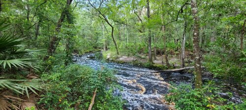 A serene river flows through a lush green forest, surrounded by trees and vibrant foliage.