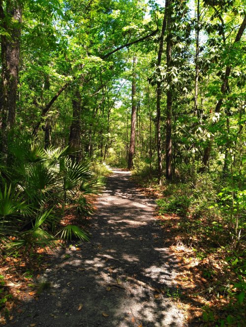 A serene forest path surrounded by lush green trees and foliage, inviting exploration and tranquility.
