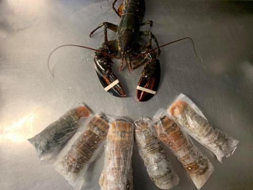 A live lobster with rubber bands on its claws, surrounded by several frozen lobster tails on a metal surface.