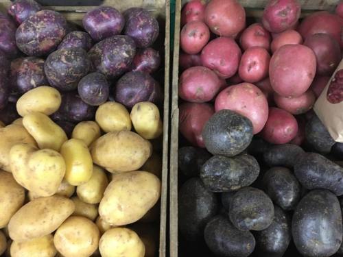 A variety of potatoes in different colors, including yellow, purple, red, and black, displayed in wooden bins.