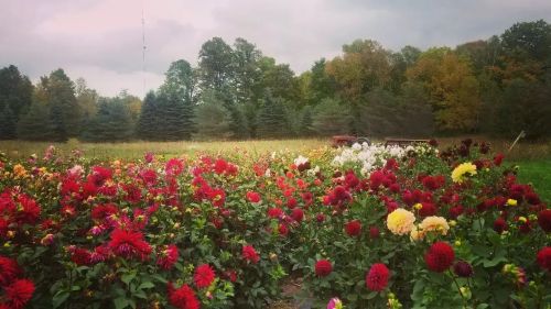 A vibrant field of colorful flowers, including red, yellow, and white blooms, with trees in the background under a cloudy sky.