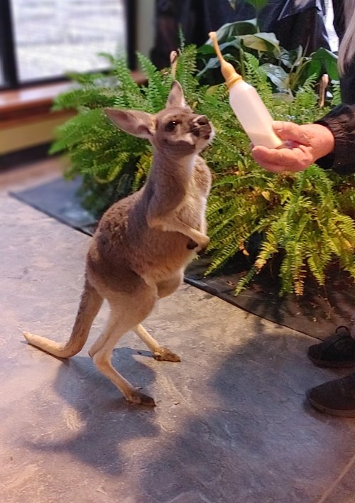 A kangaroo stands on its hind legs, reaching for a bottle held by a person, surrounded by ferns indoors.