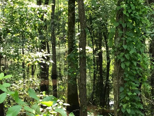 Lush green forest with tall trees reflected in calm water, surrounded by vibrant foliage and sunlight filtering through.