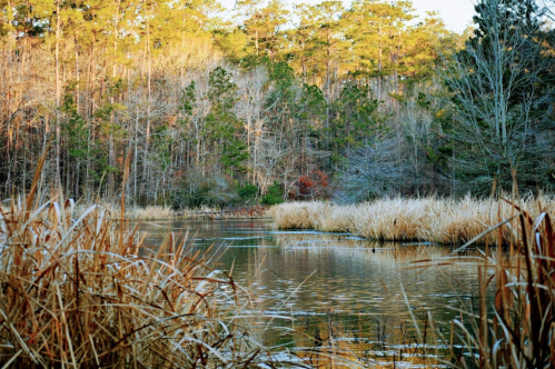 A serene waterway surrounded by tall grasses and trees, reflecting autumn colors in a peaceful natural setting.