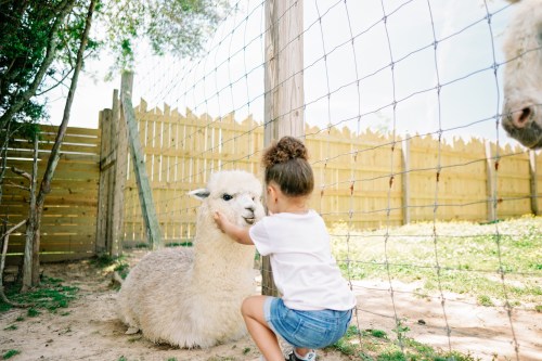 A young girl gently pets a fluffy alpaca in a sunny outdoor setting with a wooden fence in the background.